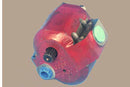 Hydraulic Pump
